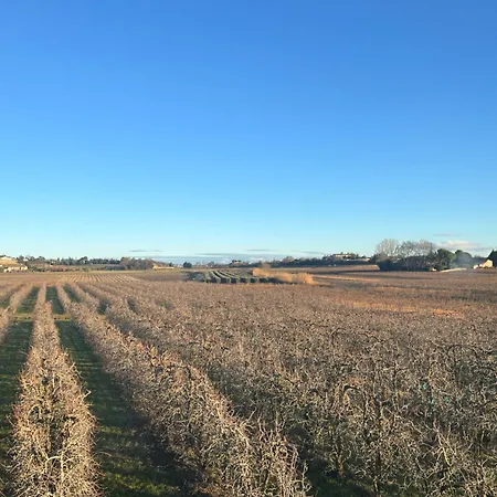 D'ysée Au Milieu Des Vignes